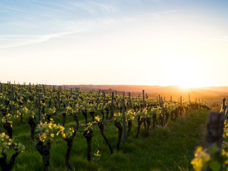 A vineyard during sunset, with rows of grapevines stretching into the distance under a clear sky.