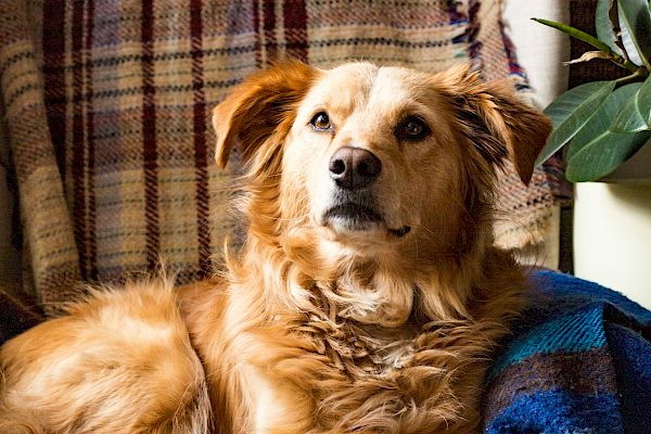 A golden-brown dog is resting on a cozy chair with plaid patterns and blankets around, looking attentively upwards.