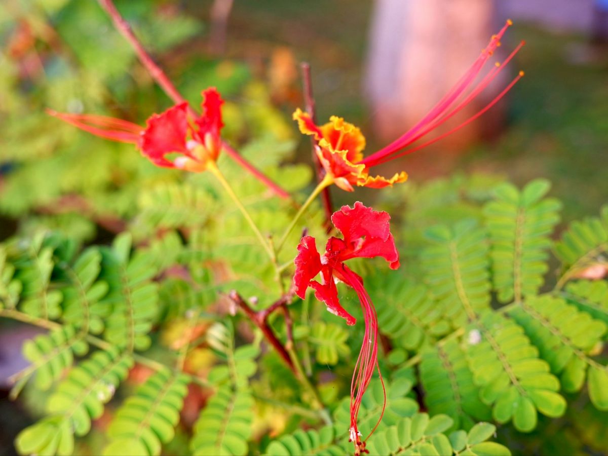 A close-up of red and yellow flowers with delicate petals and green leaves, set against a blurred natural background.