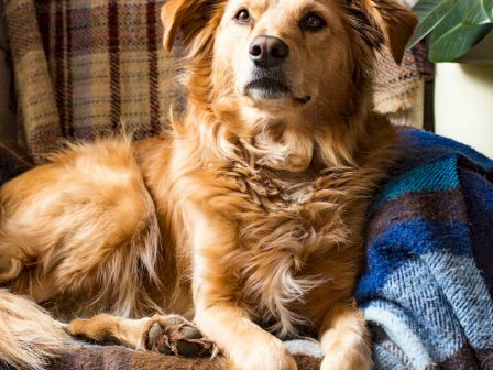 A fluffy dog with golden fur is lounging on a cozy chair draped with patterned blankets, with plants in the background.